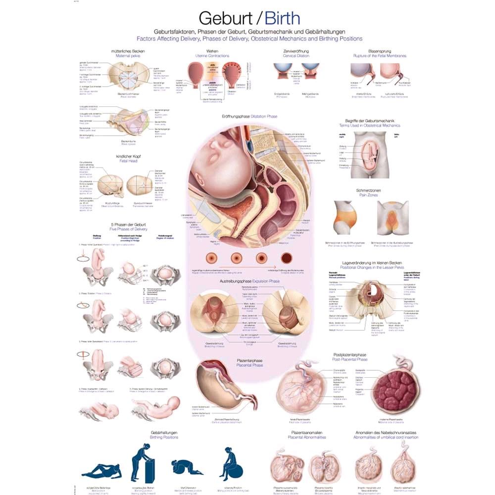Lehrtafel Geburt mit anatomischem Poster: Becken, Uterus und Fötus-Querschnitte
