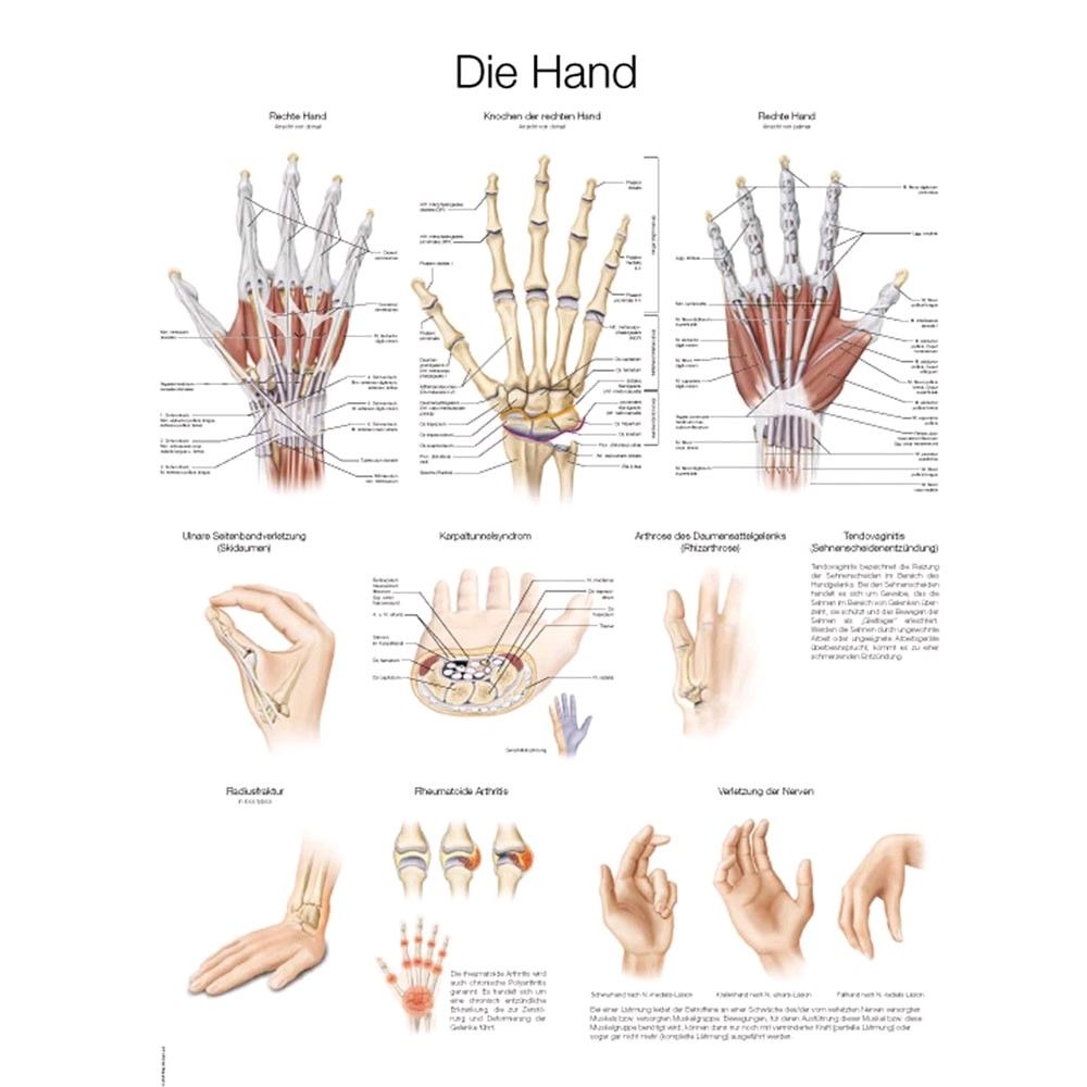 Anatomisches Hand-Poster mit Beschriftungen, mehrere Ansichten von Hand und Fingern