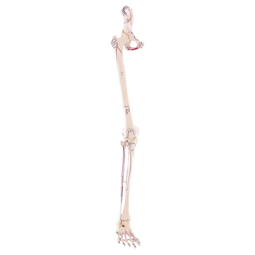 Beinskelett mit Beckenhälfte, Bein mit roten Muskelmarkierungen, von vorn