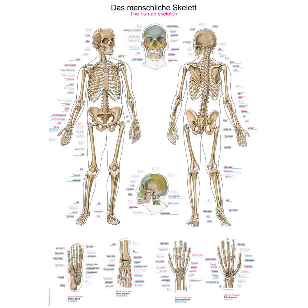 Anatomische Lehrtafel mit menschlichem Skelett: Vorder- und Seitenansicht sowie Detailgrafiken