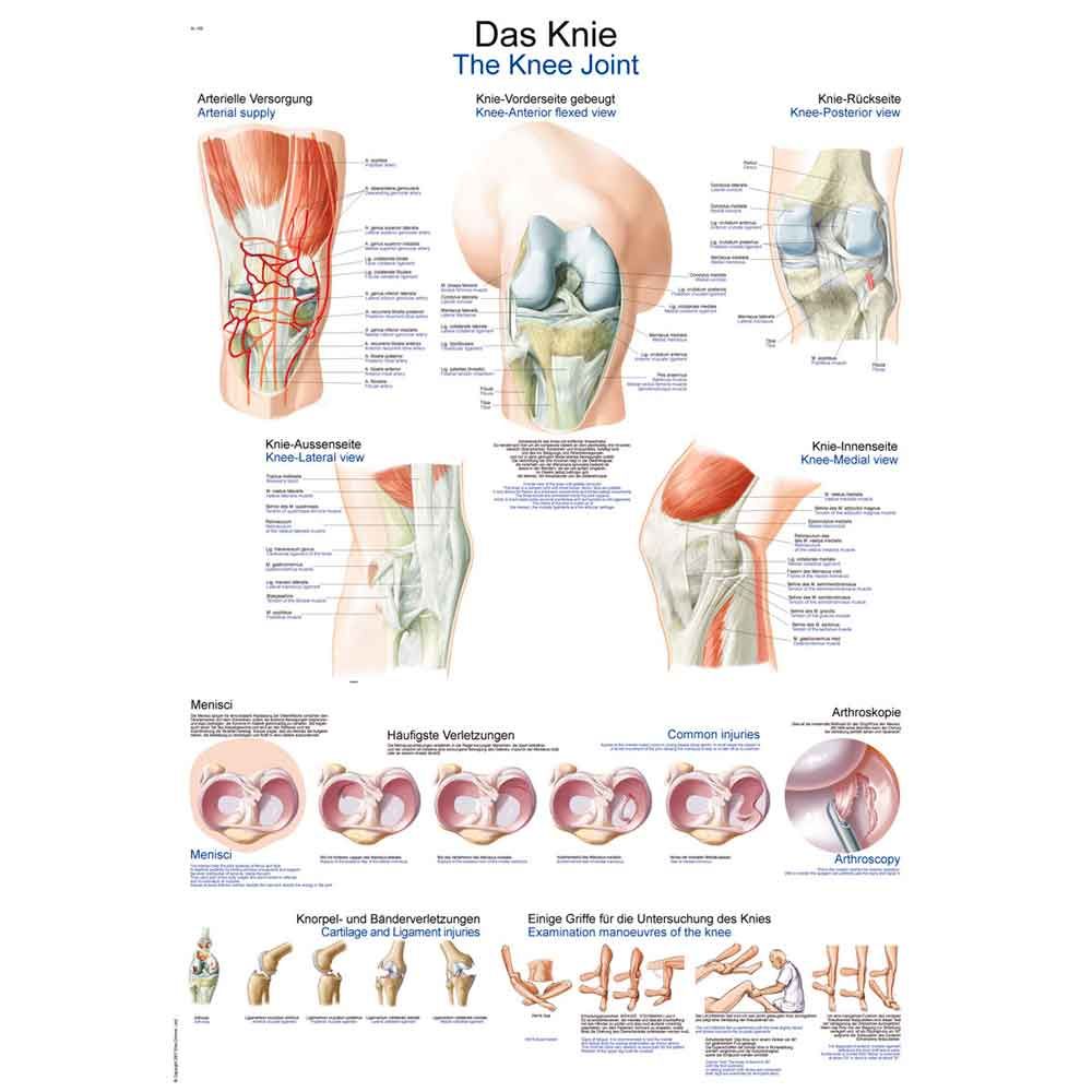 Anatomische Lehrtafel fürs Knie mit farbigen Zeichnungen und Beschriftungen