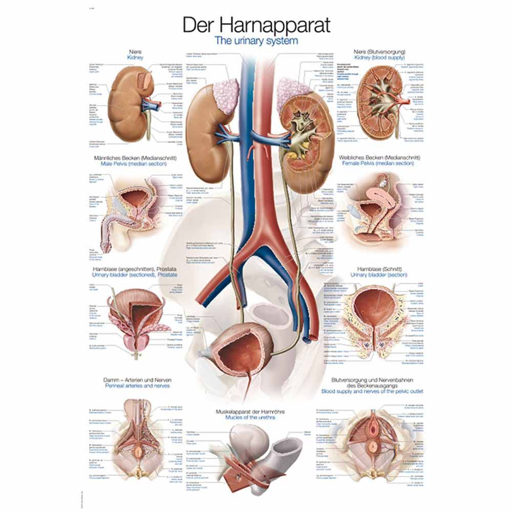 Erler Zimmer anatomische Lehrtafel Harnapparat: farbige Nieren- und Harnwege
