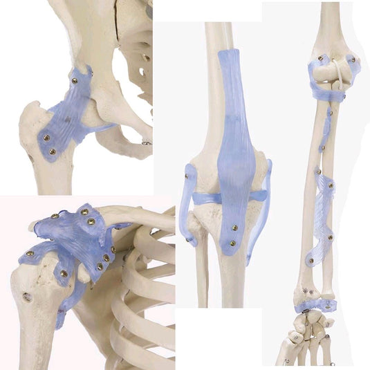 Anatomia dello scheletro