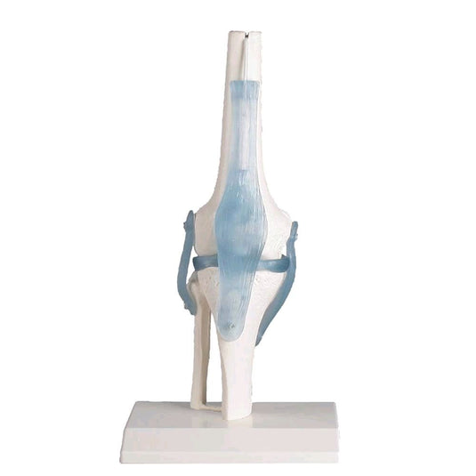 Modelli di gambe e piedi