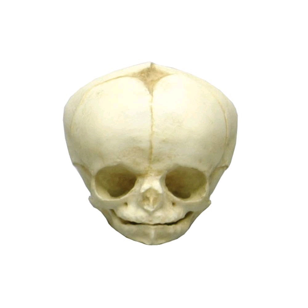 Erler Zimmer Fetusschädel Anatomie-Modell, von vorn, helles Knochenmodell