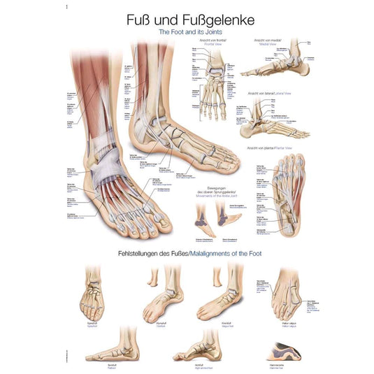 Poster di anatomia / tavole didattiche