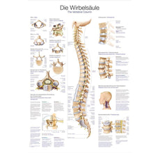 Anatomische Lehrtafel zur Wirbelsäule mit gedruckter Wirbelsäulen-Übersicht