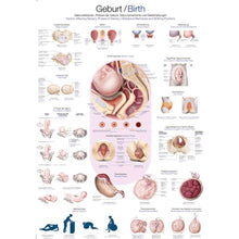 Lehrtafel Geburt mit anatomischem Poster: Becken, Uterus und Fötus-Querschnitte