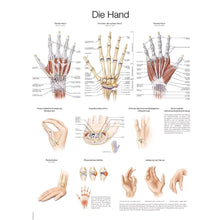 Anatomisches Hand-Poster mit Beschriftungen, mehrere Ansichten von Hand und Fingern