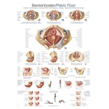 Erler Zimmer „Beckenboden“ anatomische Lehrtafel mit vielen Beckenboden-Illustrationen.