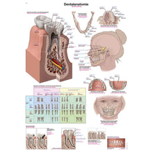 Anatomische Lehrtafel „Dentalanatomie“ mit beschrifteten Schaubildern von Zähnen und Kiefer