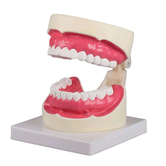 Modelli dentali