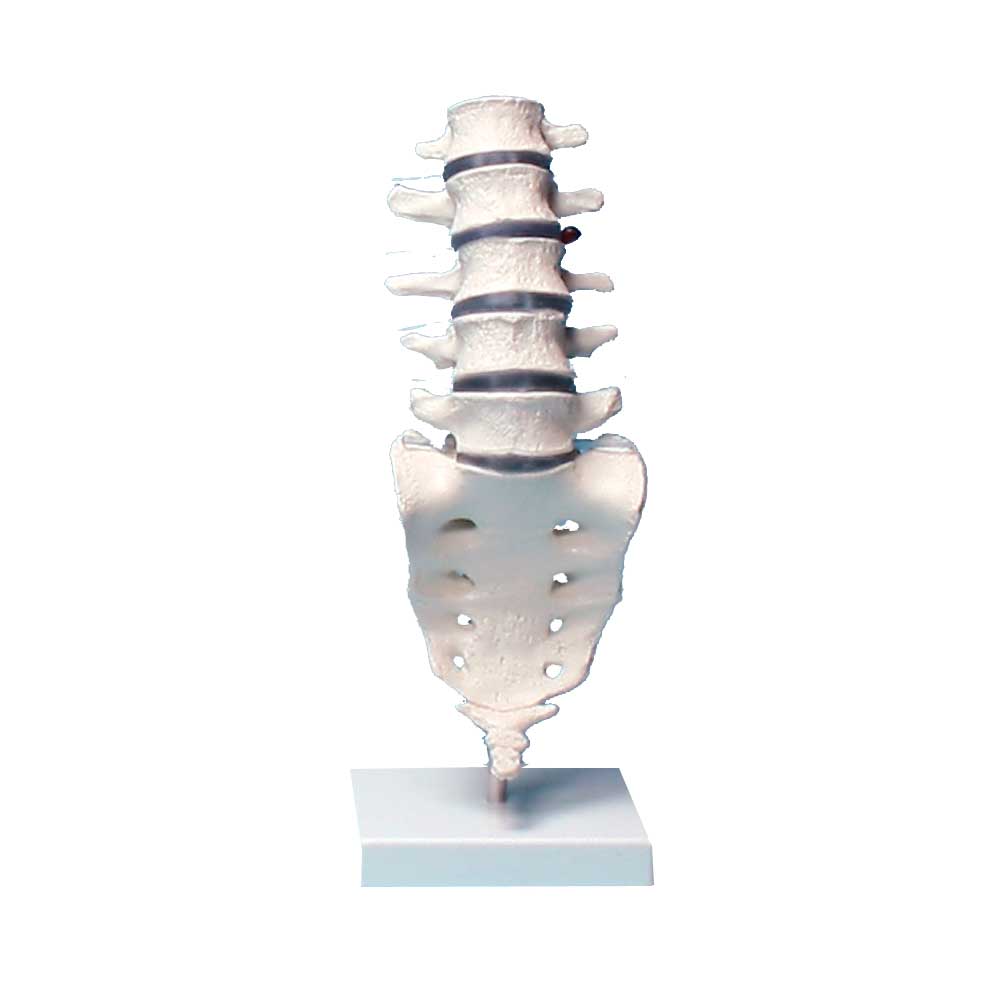 Erler Zimmer Lendenwirbelsäulenmodell auf Stativ, beweglich, anatomisch