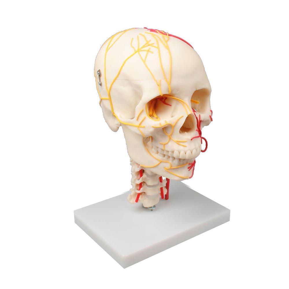 Erler Zimmer Erwachsenen-Schädelmodell mit neurovaskulären Gefäßen auf Standfuß