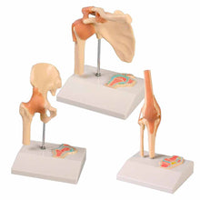 Mini-Gelenkmodell mit Querschnitt: Hüfte, Schulter und Knie auf Sockeln
