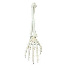 Skelettmodell Hand mit Unterarm, weißes Modell mit Handknochen und Fingern