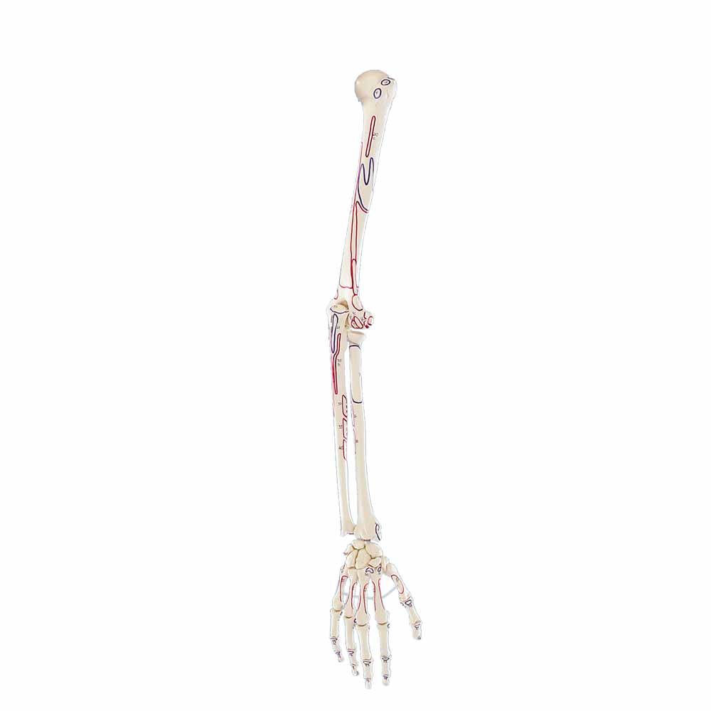 Armskelett mit Hand, Ansicht von der Seite, rote Muskelmarkierung