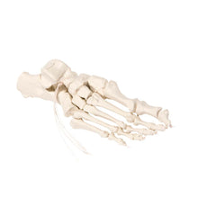 Fußskelett-Modell auf Nylon mit beweglichen Sehnenzügen, weiß-beige Knochen
