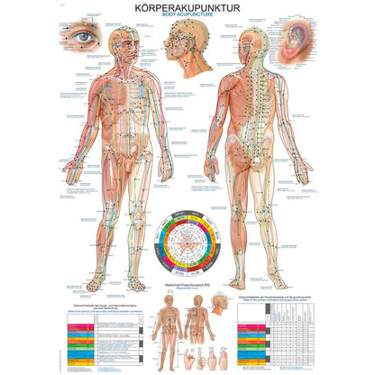 Anatomische Lehrtafel zur Körperakupunktur mit markierten Akupunkturpunkten am menschlichen Körper
