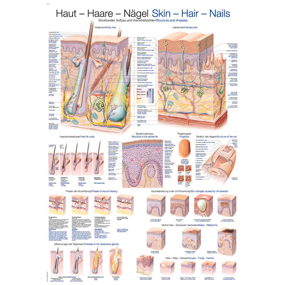 Lehrtafel Haut, Haare und Nägeln: Übersichtsblatt mit Details in zwei Größen
