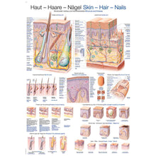 Lehrtafel Haut, Haare und Nägeln: Übersichtsblatt mit Details in zwei Größen