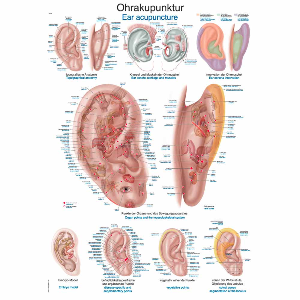 Anatomische Lehrtafel Erler Zimmer zur Ohrakupunktur mit vorderem und seitlichem Ohrschema