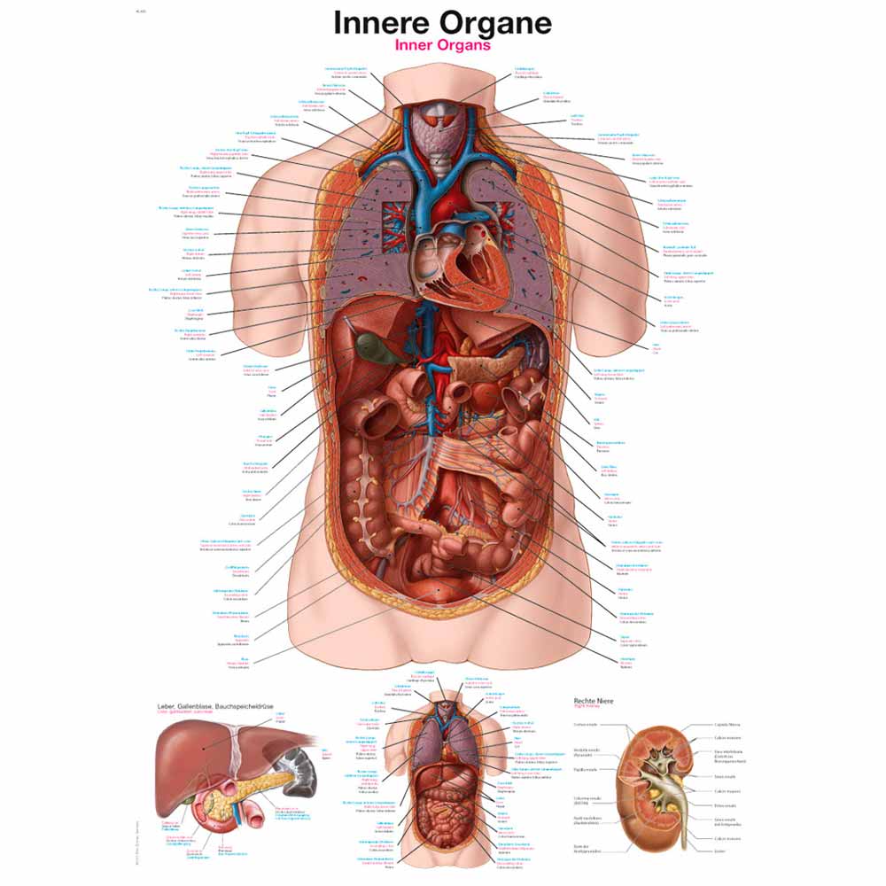 Anatomische Lehrtafel mit Illustrationen innerer Organe und Zusatzdetailbildern