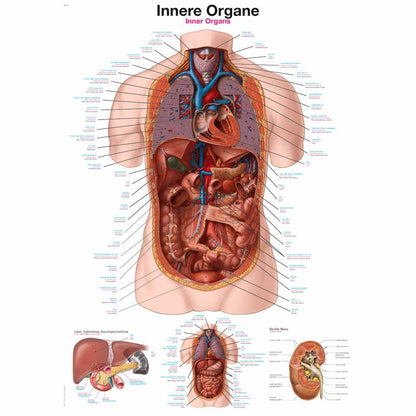 Anatomische Lehrtafel mit Rumpfansicht innerer Organe und Detailausschnitten