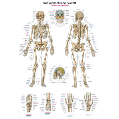 Anatomische Lehrtafel mit menschlichem Skelett: Ganzkörperdarstellung und Detailansichten von Kopf, Händen