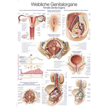 Anatomische Lehrtafel für weibliche Genitalorgane, Gesamtansicht mit Beschriftungen
