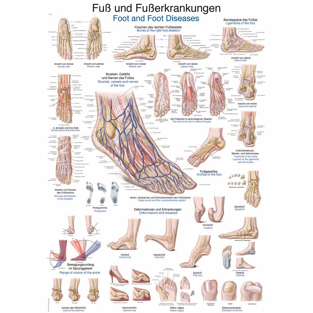 Lehrtafel Fuß und Fußerkrankungen: farbige Anatomie-Illustrationen und Diagramme
