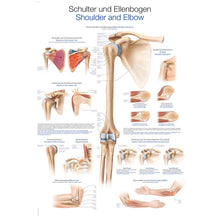 Anatomische Lehrtafel Schulter und Ellenbogen mit schematischen Schnittdarstellungen