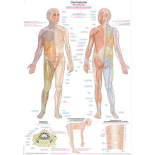 Anatomische Lehrtafel Dermatomkarte mit Markierungen an Rumpf und Armen