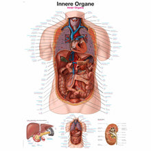 Anatomische Lehrtafel mit Beschriftungen: innere Organe im menschlichen Rumpf
