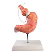 Magenmodell mit Magenband, auf Stativständer, anatomische Darstellung, abnehmbar
