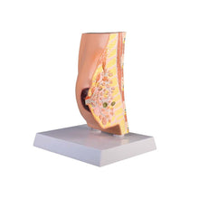Brustquerschnitt-Modell auf Sockel, farbiges Anatomie-Detail, seitlich angeschnitten