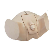 Männliches Übungsmodell für Blasenkatheter, beige, mit Intimöffnung und Anschluss