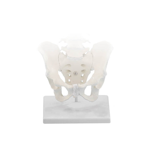 Modelli anatomici e strumenti didattici