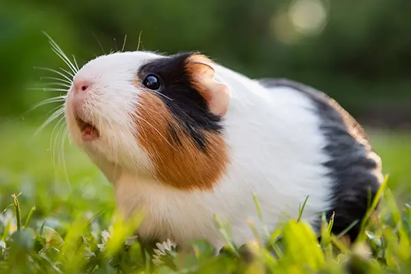 Ein Meerschweinchen sitzt auf einer Wiese