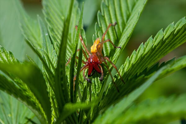 Die Dornfingerspinne auf einer Pflanze