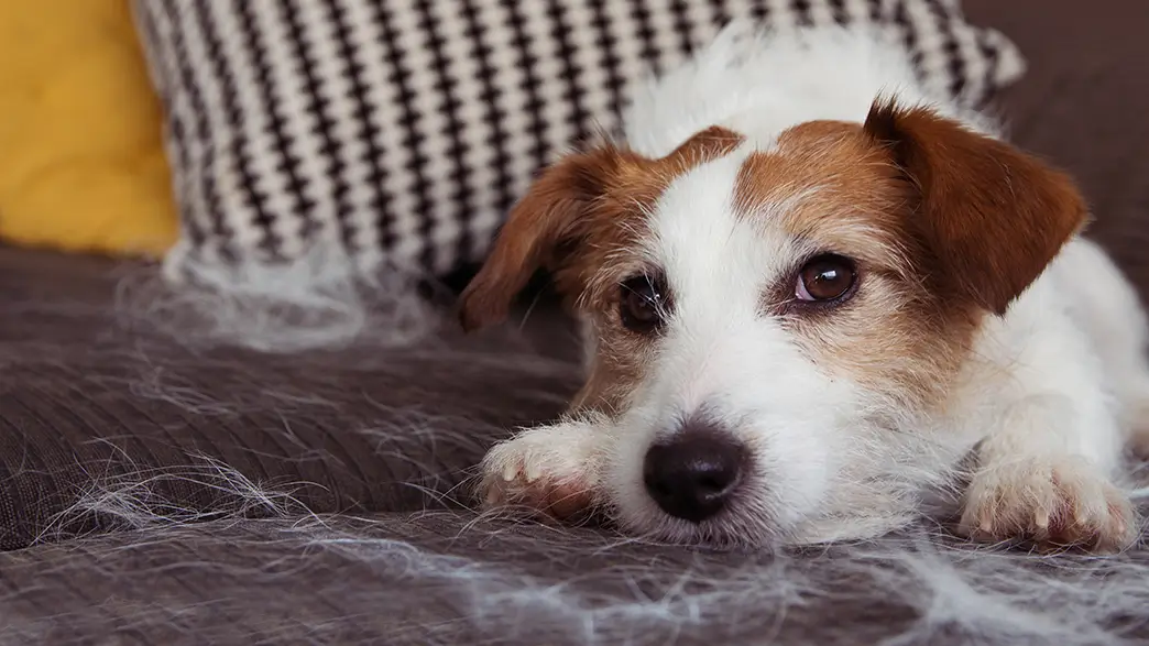 Ein kleiner, struppiger Jack-Russell-Terrier inmitten von abgeworfenen Hundehaaren