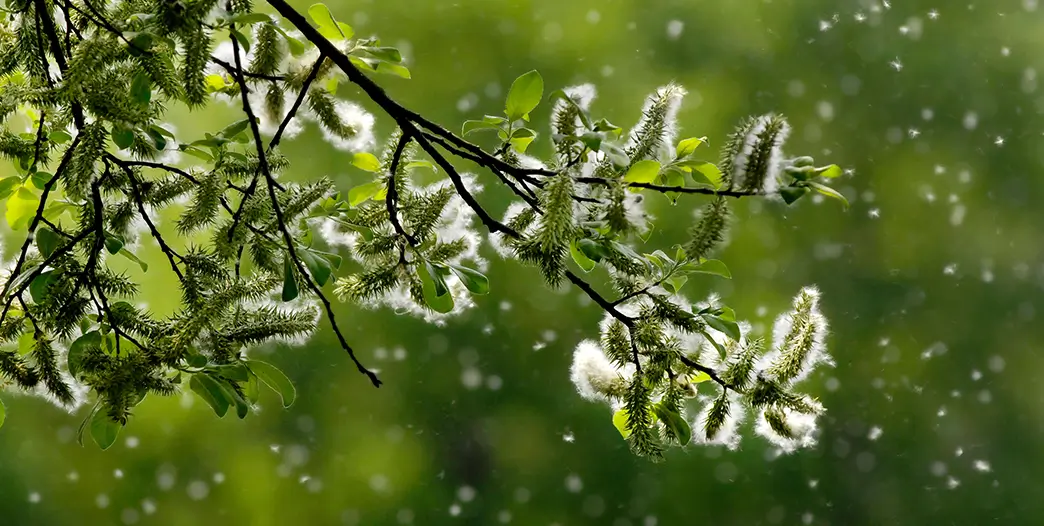 Da nicht alle Pflanzen zugleich blühen, können Pollenallergien von Frühjahr bis Herbst auftreten